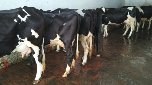 Black And White Hf Cow Supplier In Uttar Pradesh
