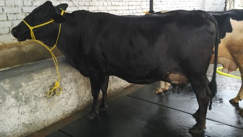 Black And White Hf Cow In Uttar Pradesh