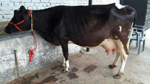 Black And White Hf Cattle Supplier