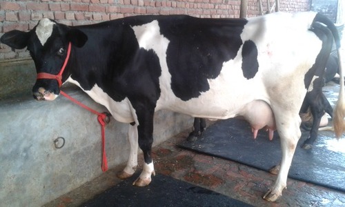 HF Cattle - Black and White Breed, Both Genders for Commercial Milk Production