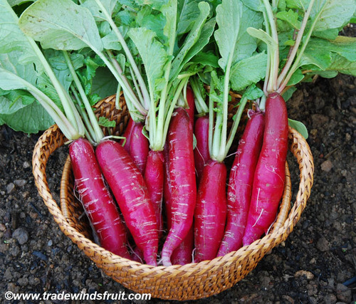 Radish