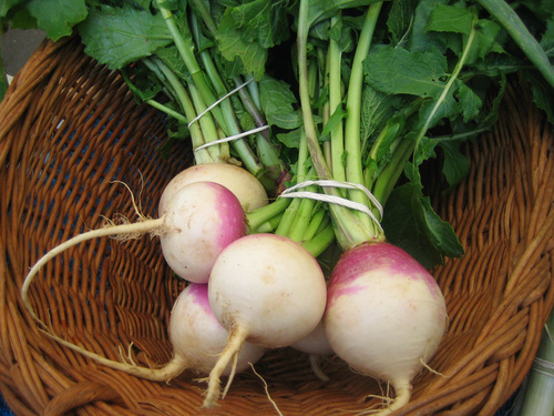 Turnip