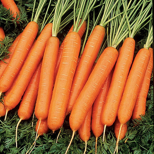 Carrot