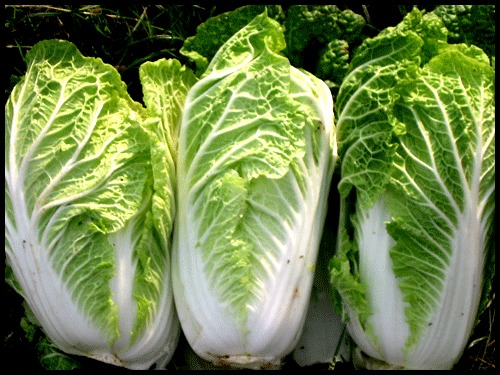 Chinese Cabbage 