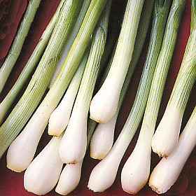 Spring Onion