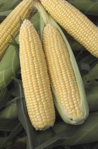 Sweet Corn