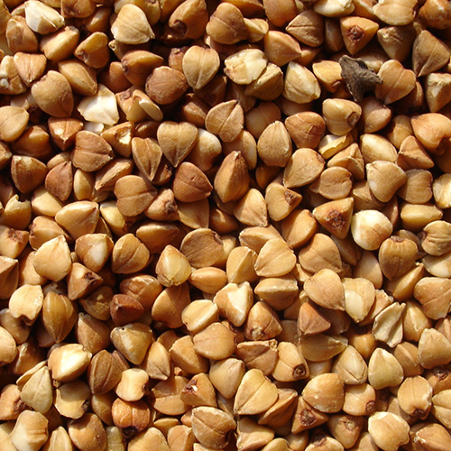 Buckwheat