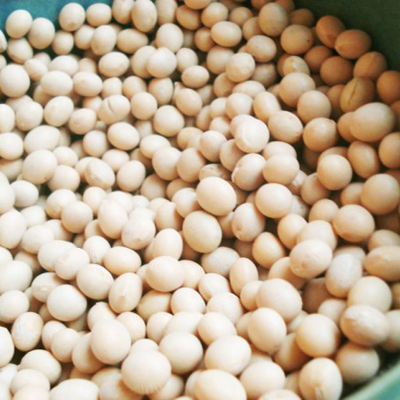 DRIED SOYBEANS