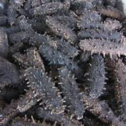 Dry Sea Cucumber