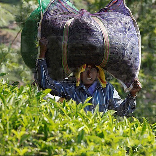 Tea Leaf Monofilament Net Fabric Tea Leaf Monofilament Net Fabric