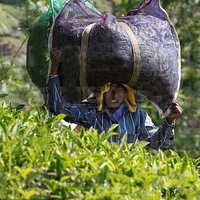 Tea Leaf Monofilament Net Fabric