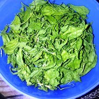 Herbal & Botanical Products