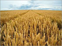 Fresh Wheat Fresh Wheat