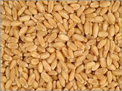 Soft Whole Wheat