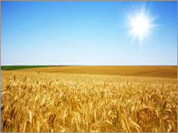 Soft Wheat Grain