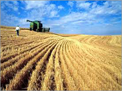 Soft Organic Wheat