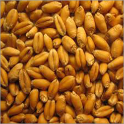 Soft Indian Wheat