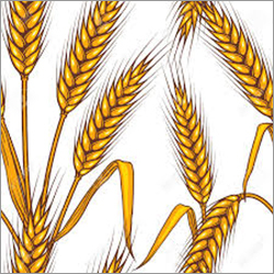 Soft Fresh Wheat Grain