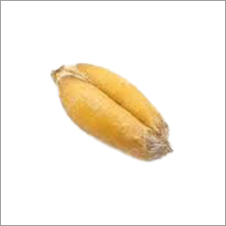 Soft Natural Wheat Grain