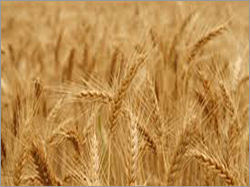 Soft Whole Wheat Grain