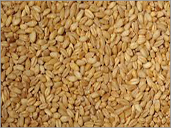 Soft Indian Wheat Grain