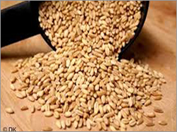 Soft Organic Wheat Grain