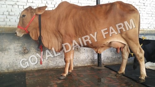 Sahiwal Cow