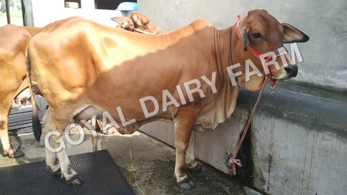 Sahiwal Cow - Camel Color, Dual Gender for Milk Production, Ideal for Dairy Farms