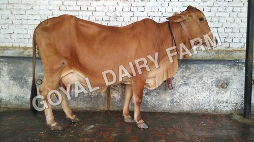 Camel Original Sahiwal Cow