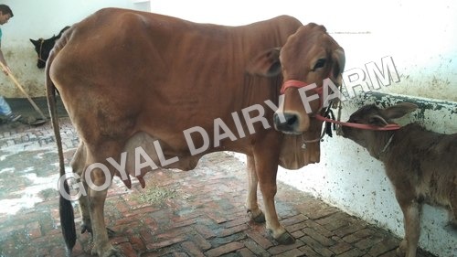 Camel Sahiwal Cow Trader