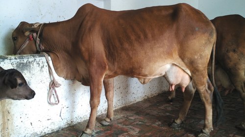 Sahiwal Cow - Camel Color, Premium Milk Production , Both Gender Available