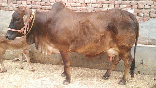Sahiwal Cow