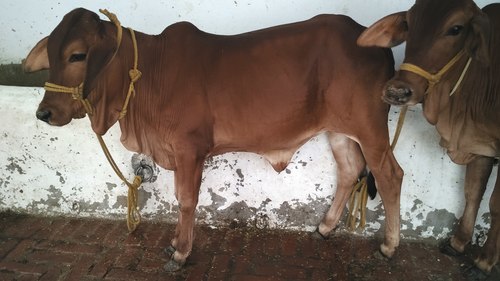 Brown Sahiwal Heifer Supplier