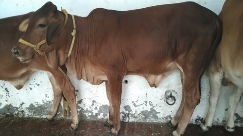 Brown Sahiwal Heifer Trader
