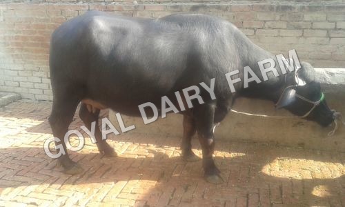 Black Murrah Buffalo