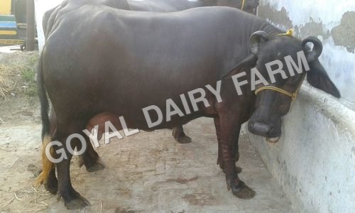 Black Murrah Buffalo Supplier