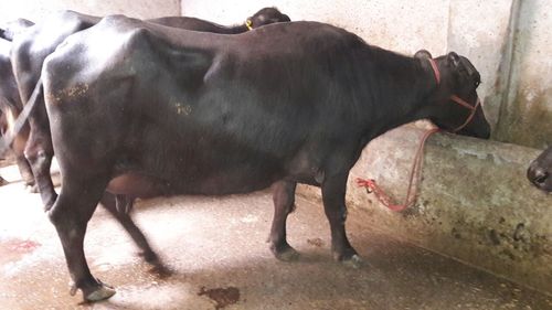 Murrah Buffalo