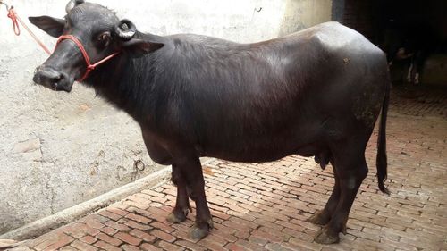 Black Best Quality Murrah Buffalo