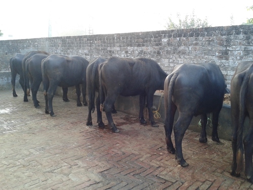 Black Murrah Heifer Supplier