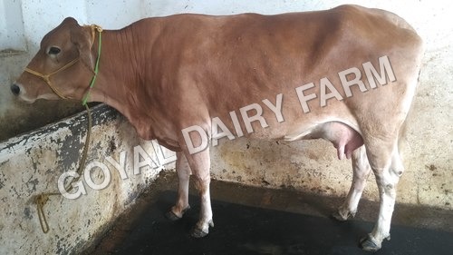 Brown Jersey Cow Trader