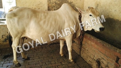 Tharparker Cow