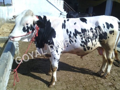 Black And White Hf Bull