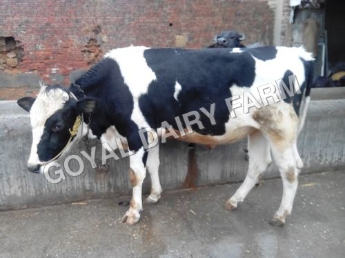 Black And White Hf Bull Supplier