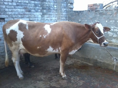 Hf Calf Red Holstein