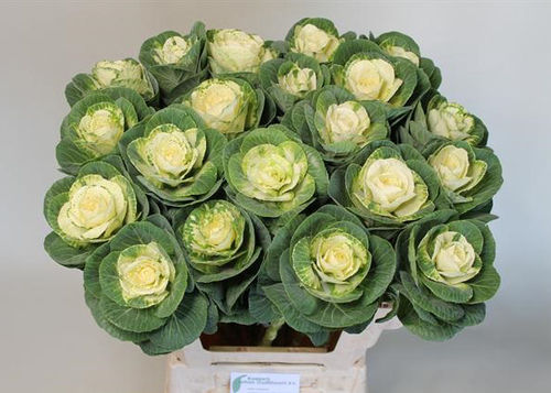 Brassica White Crane Flower