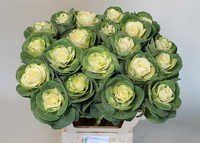 Brassica White Crane Flower