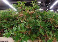 Enkianthus Campanulatus Flowers