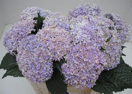 Hydrangea Inspire Milka Flowers