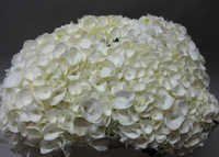 Hydrangea Magical Snowbells Flowers