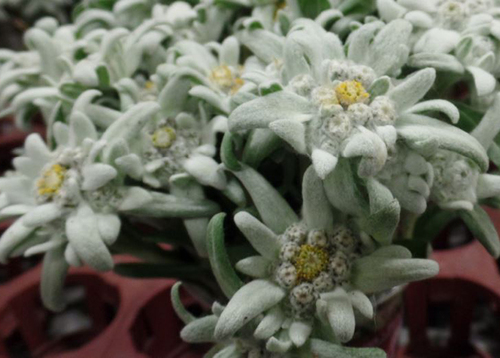 Leontopodium Alpinum Edelweiss Flower